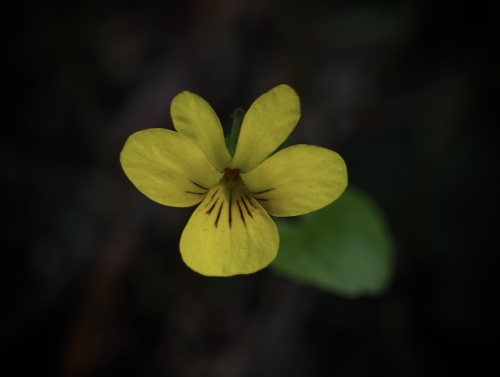 Viola glabella (pioneer, stream, or smooth yellow violet)