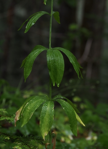 Lilium columbianum (Columbia lily)