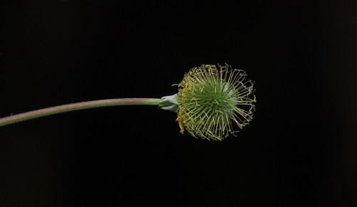 Geum macrophyllum var. macrophyllum (largeleaf avens)