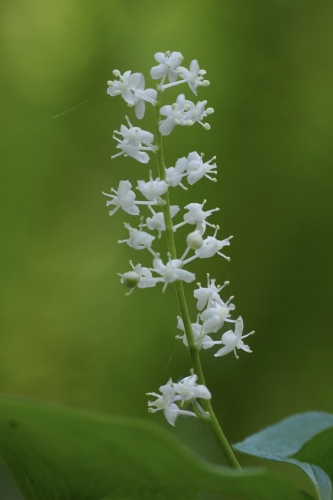 Maianthemum dilatatum (two-leaved false Solomon's seal, false lily-of-the-valley)