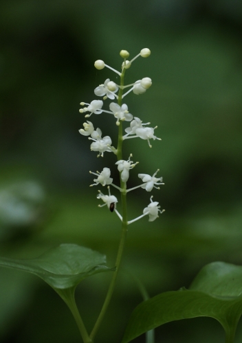 Maianthemum dilatatum (two-leaved false Solomon's seal, false lily-of-the-valley)