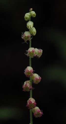 Fringecup (Tellima grandiflora)