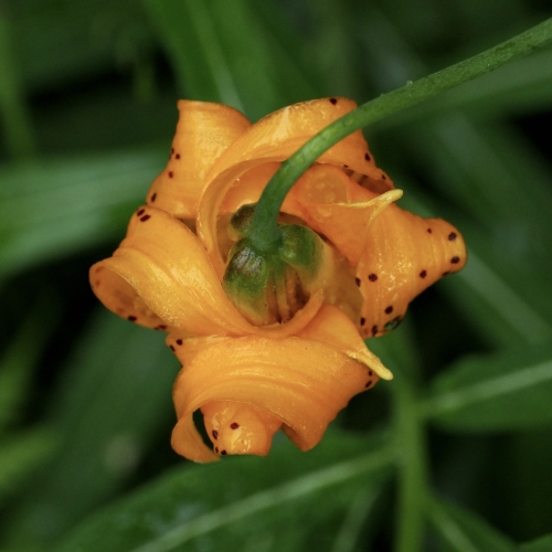 Lilium columbianum (Columbia lily)